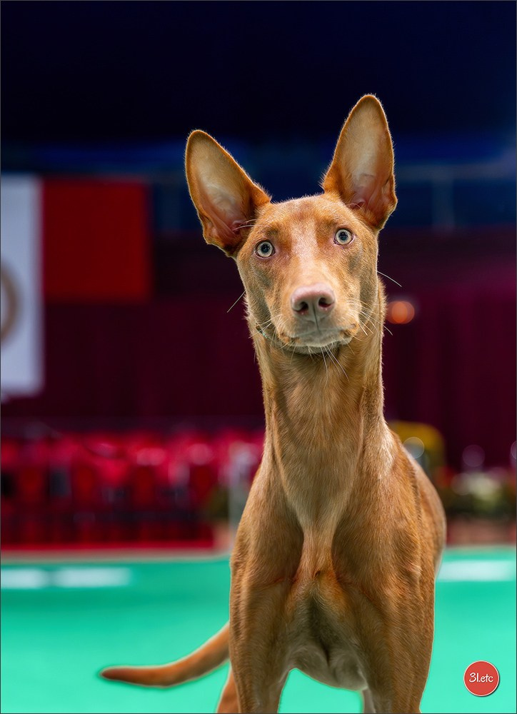 Expo canine 🇲🇨 Monaco 9-10/05/2026. Photographe à Strasbourg | Les animaux, Portraits, Studio, Événements