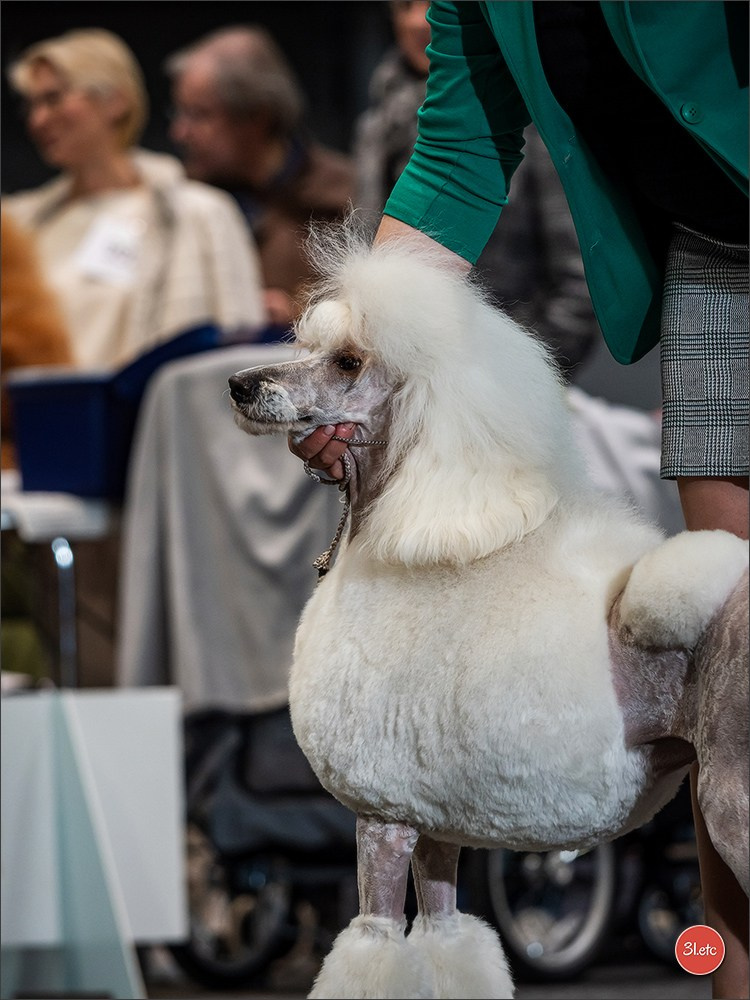 🇩🇪 Offenburg  International Dogshow 09-10.03.24 🇩🇪. Photographe à Strasbourg | Portraits, Studio, Enfants, Événements