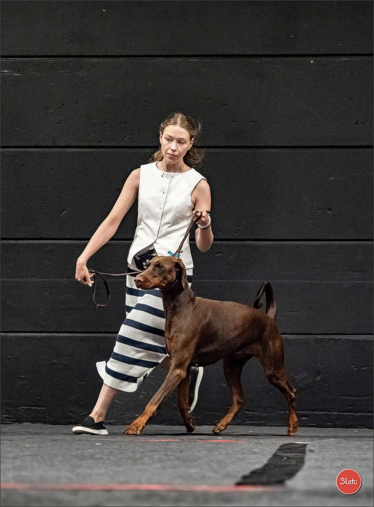 🇱🇺 LUXEMBOURG 🇱🇺 International Dog Show 🇱🇺 30/08 - 31/08/2025. Photographe à Strasbourg | Portraits, Studio, Enfants, Événements