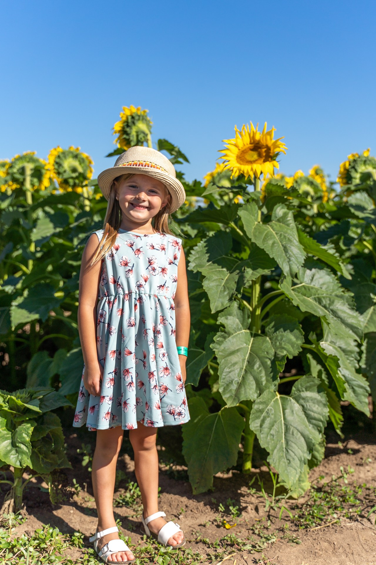 Sunflowers. ARTIGO Igor Rudyi Art Photography