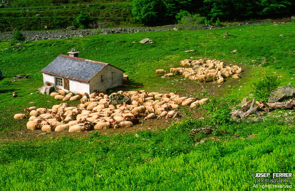 Sheep, Vallée d'Ossa, Pyrenees, France