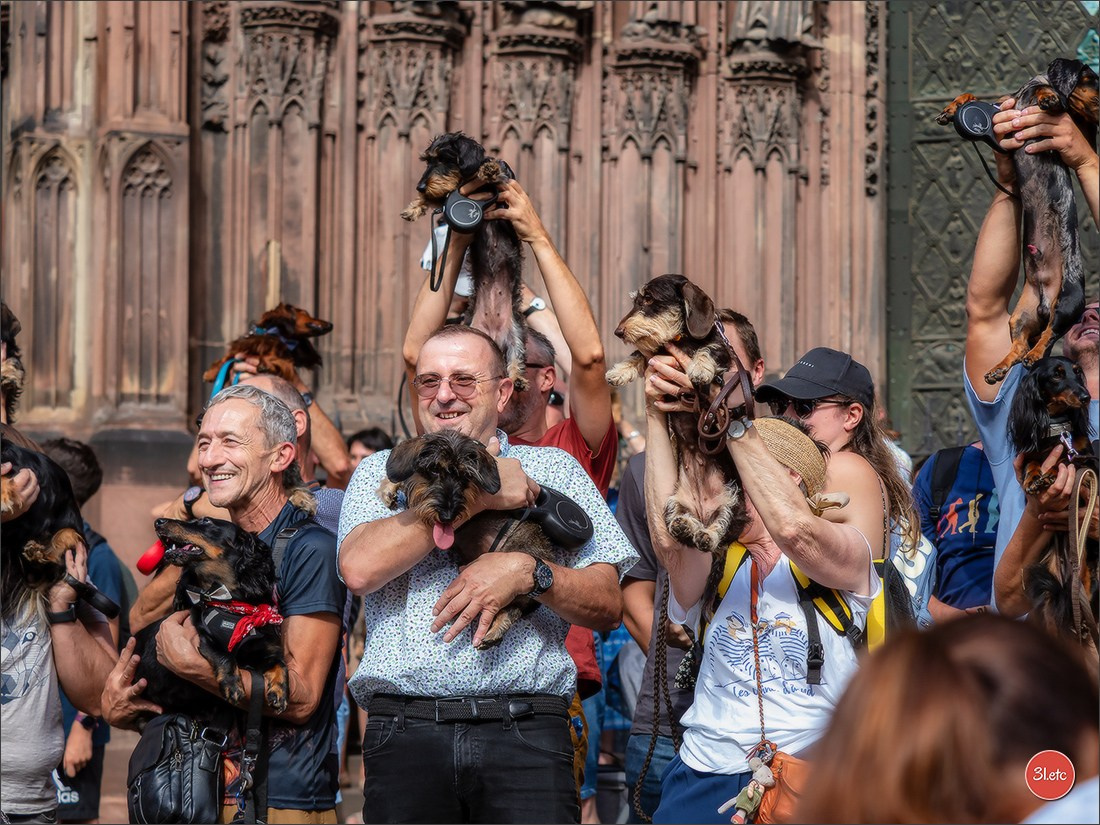 Teckels Parade Strasbourgeoise  Vous pouvez voir le galerie de photos. Photographe à Strasbourg | Portraits, Studio, Enfants, Événements