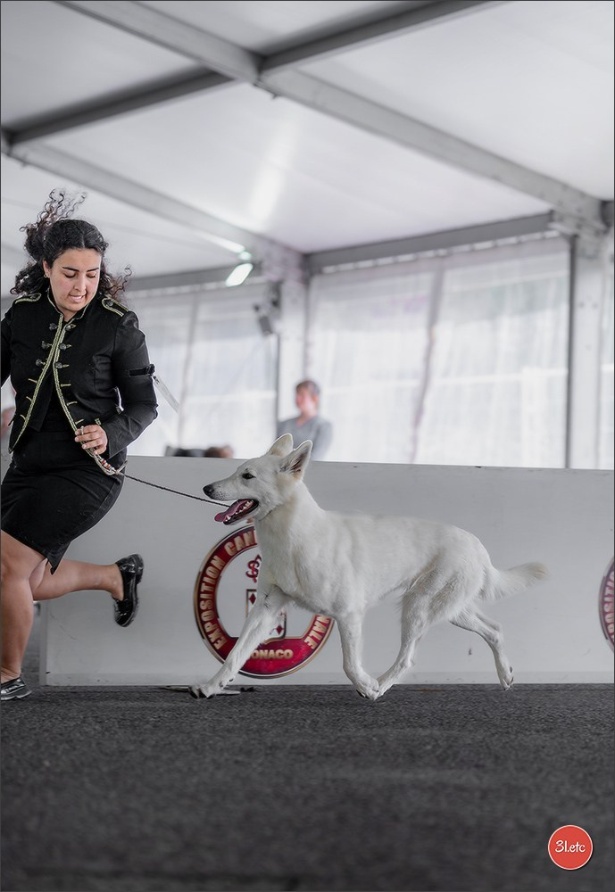 Expo canine 🇲🇨 Monaco 9-10/05/2026. Photographe à Strasbourg | Les animaux, Portraits, Studio, Événements