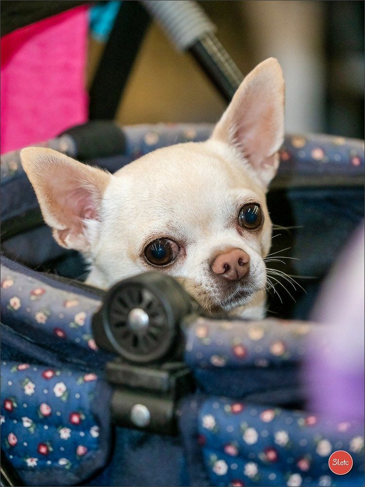 🇫🇷Exposition Canine Internationale de Perpignan. Photographe à Strasbourg | Portraits, Studio, Enfants, Événements