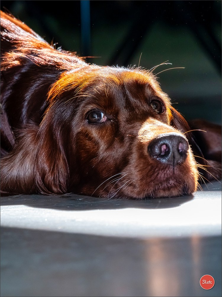 Photographie animalière. Photographe à Strasbourg | Portraits, Studio, Enfants, Événements