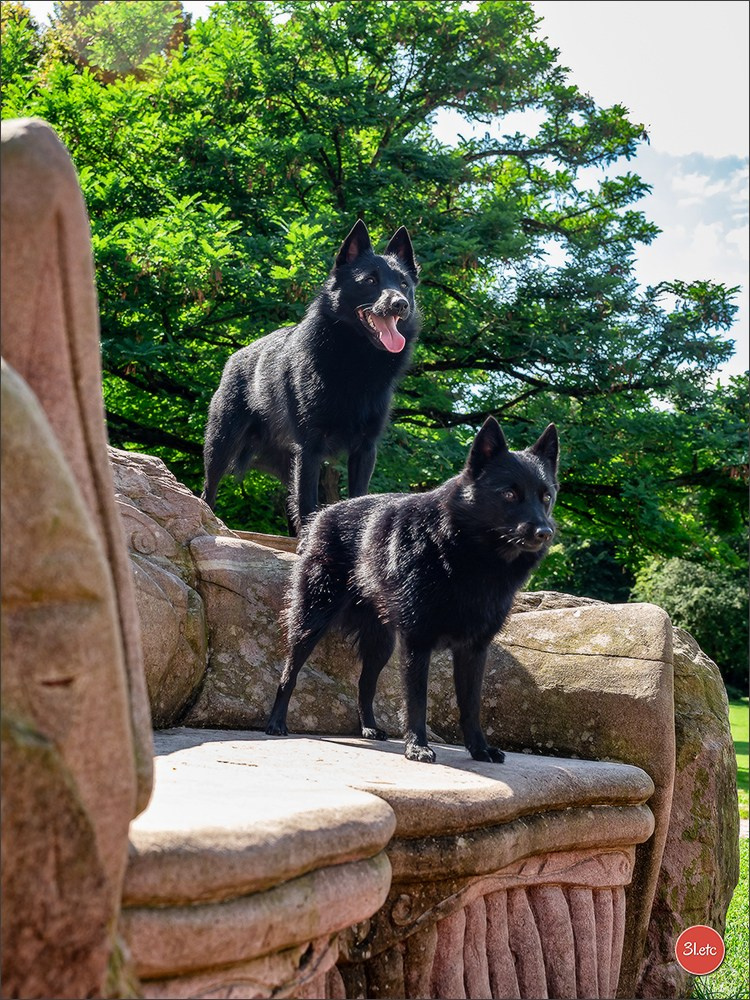 Expo canine Strasbourg  🇫🇷  23-24/08/2025. Photographe à Strasbourg | Portraits, Studio, Enfants, Événements