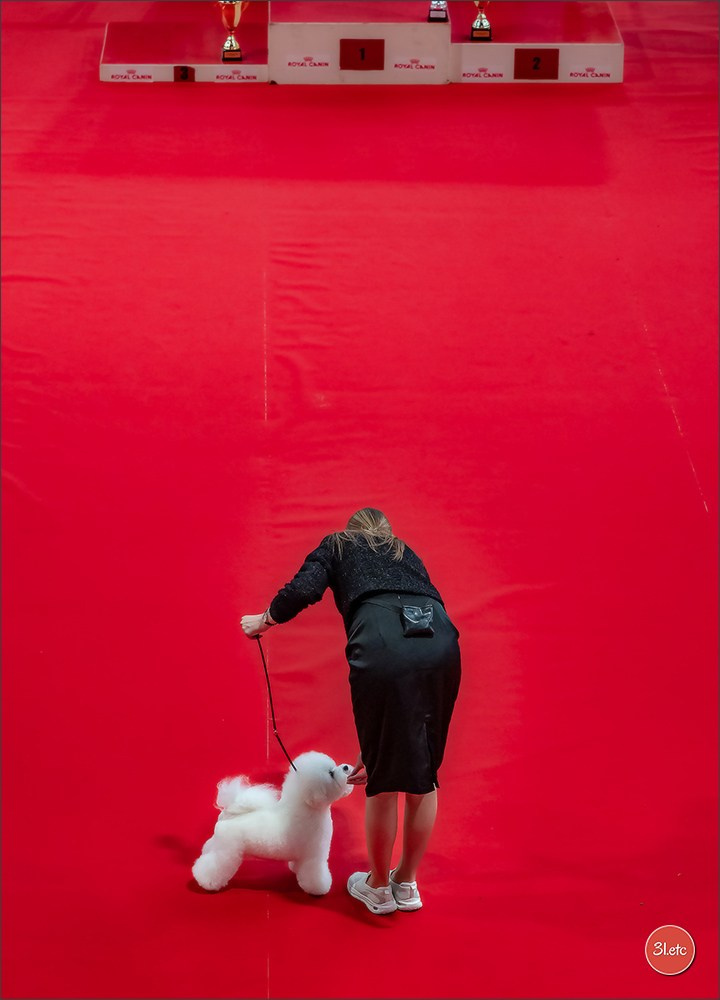 Expo canine 🇫🇷 Poitiers 18-19/10/2025. Photographe à Strasbourg | Portraits, Studio, Enfants, Événements