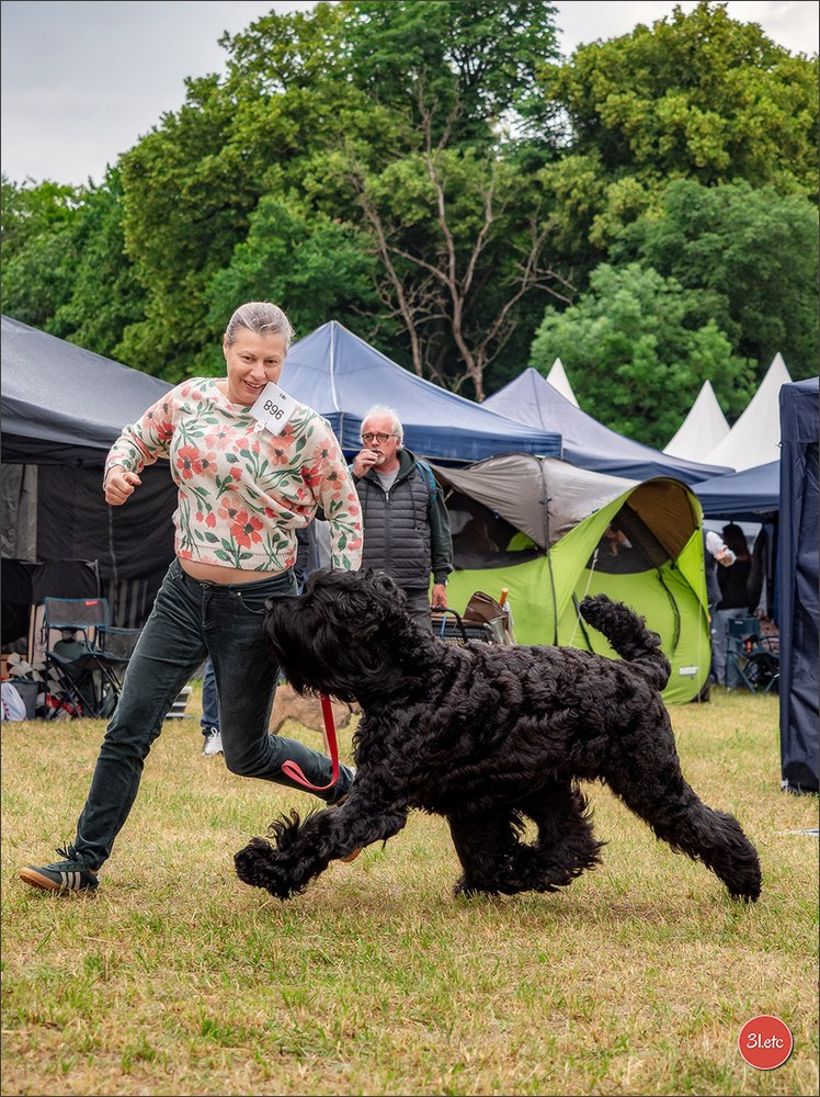 Championnat de France du chien de race  🇫🇷  DIJON (château de Brognon) 7-8/06/2025. Photographe à Strasbourg | Portraits, Studio, Enfants, Événements