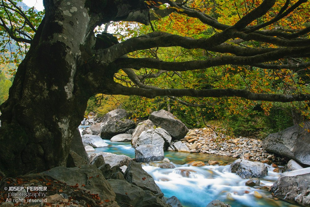 Ara river, Ordesa national park, Pyrenees, Huesca