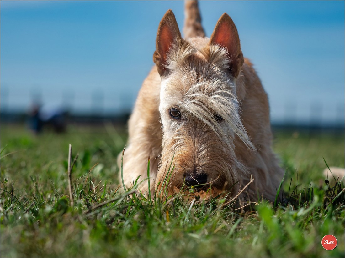 Expo canine 🇫🇷 MARGNY LES COMPIEGNE 06-07/09/2025. Photographe à Strasbourg | Portraits, Studio, Enfants, Événements