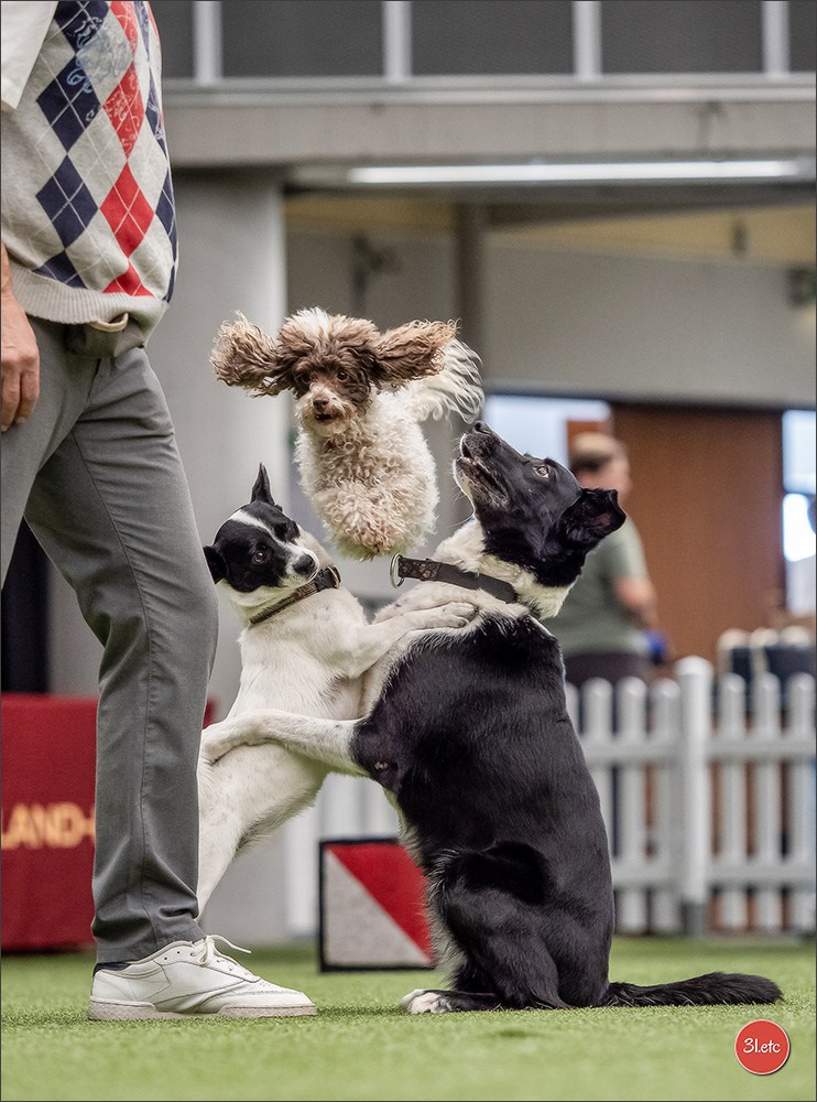 Photographie animalière. Photographe à Strasbourg | Portraits, Studio, Enfants, Événements