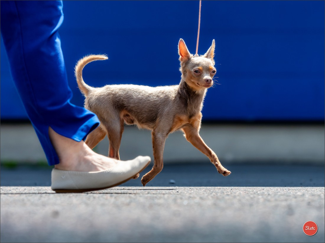 Exposition Canine à Karlsruhe 28-29/09/2024. Photographe à Strasbourg | Portraits, Studio, Enfants, Événements