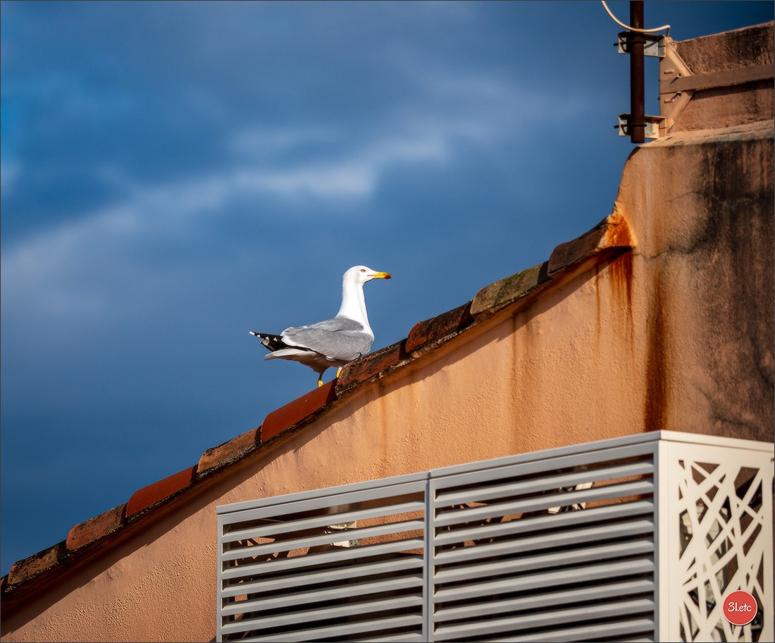 Martigues 19-20/04/2025. Photographe à Strasbourg | Portraits, Studio, Enfants, Événements