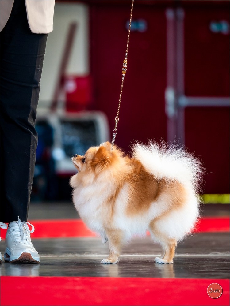 Exposition Canine à  Margny-lès-Compiègne 14-15/09/2024. Photographe à Strasbourg | Portraits, Studio, Enfants, Événements