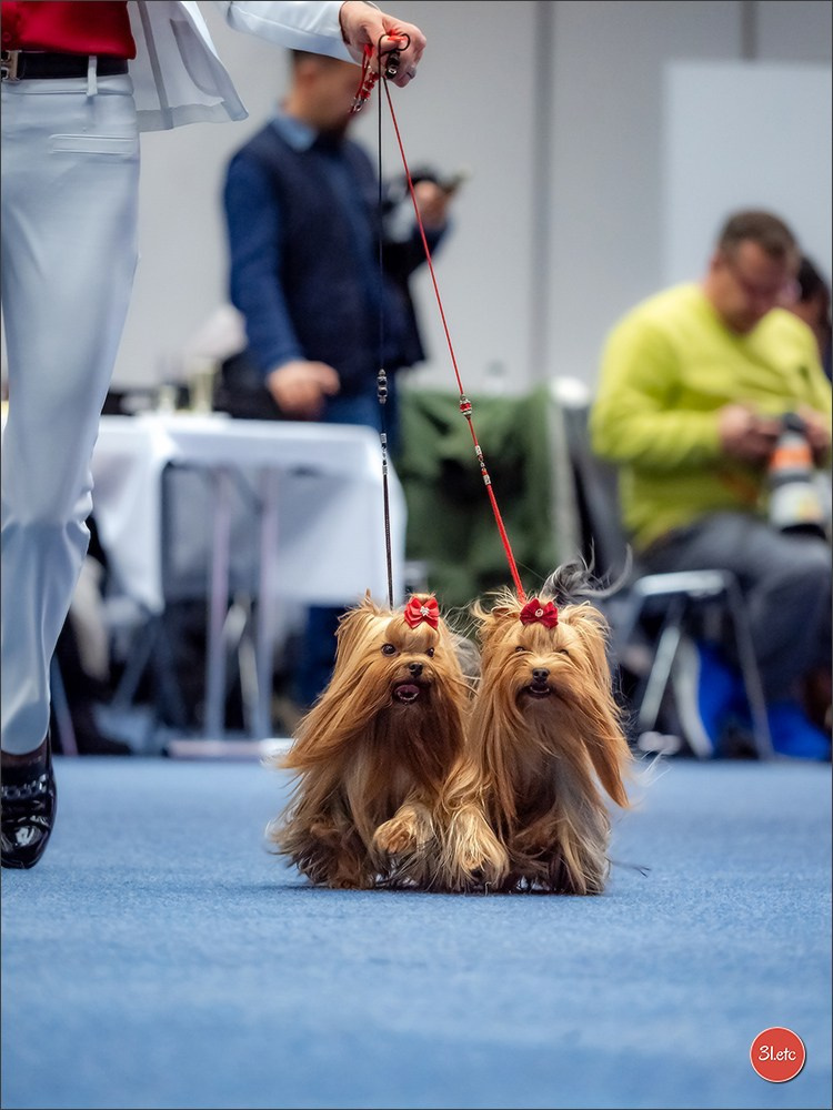Dog Show WELS   🇦🇹  06-07/12/2025. Photographe à Strasbourg | Portraits, Studio, Enfants, Événements