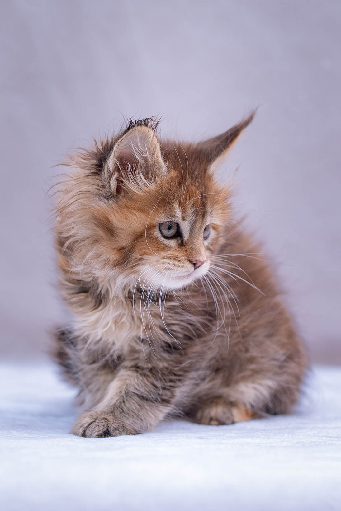 Senator Patricia. Senator Cat — Maine Coon cattery