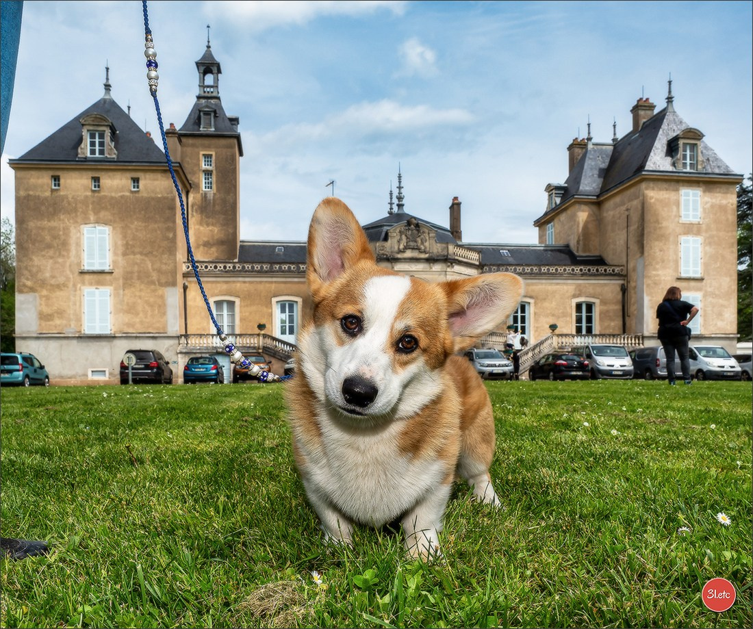 Photographie animalière. Photographe à Strasbourg | Portraits, Studio, Enfants, Événements