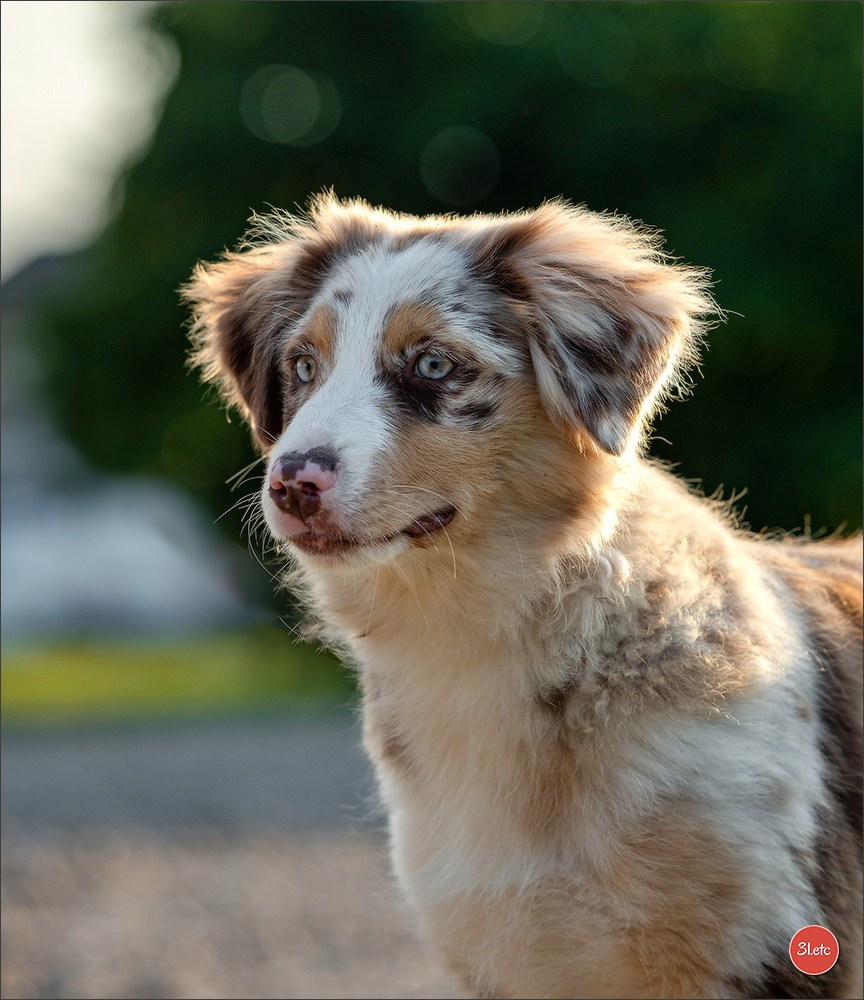 Domaine de la patte blanche. Photographe à Strasbourg | Portraits, Studio, Enfants, Événements