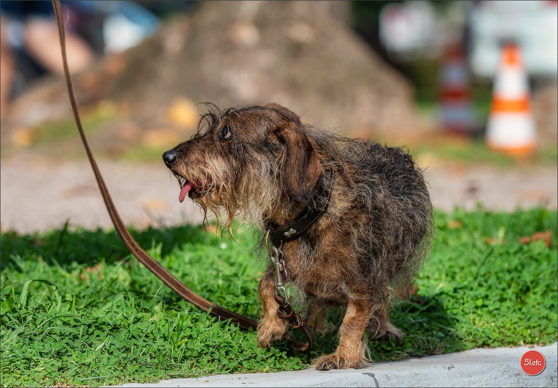 Teckels Parade Strasbourgeoise  Vous pouvez voir le galerie de photos. Photographe à Strasbourg | Portraits, Studio, Enfants, Événements
