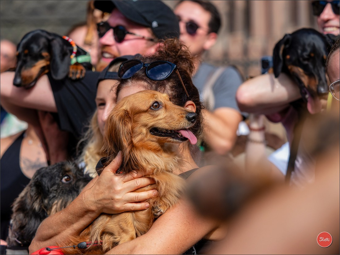 Teckels Parade Strasbourgeoise  Vous pouvez voir le galerie de photos. Photographe à Strasbourg | Portraits, Studio, Enfants, Événements