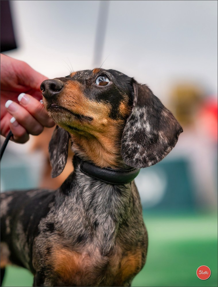 Dog Show  🇮🇹  San Marino. Photographe à Strasbourg | Portraits, Studio, Enfants, Événements