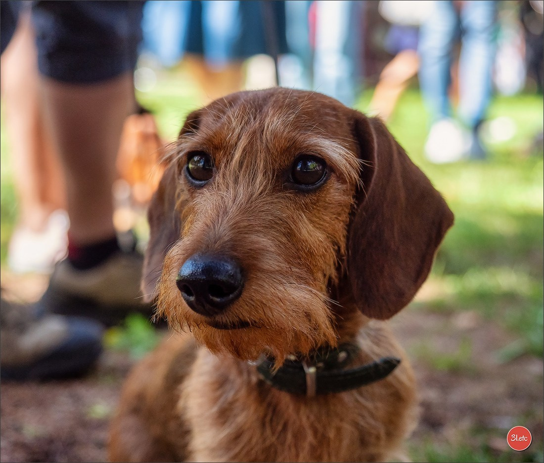 Photographie animalière. Photographe à Strasbourg | Portraits, Studio, Enfants, Événements