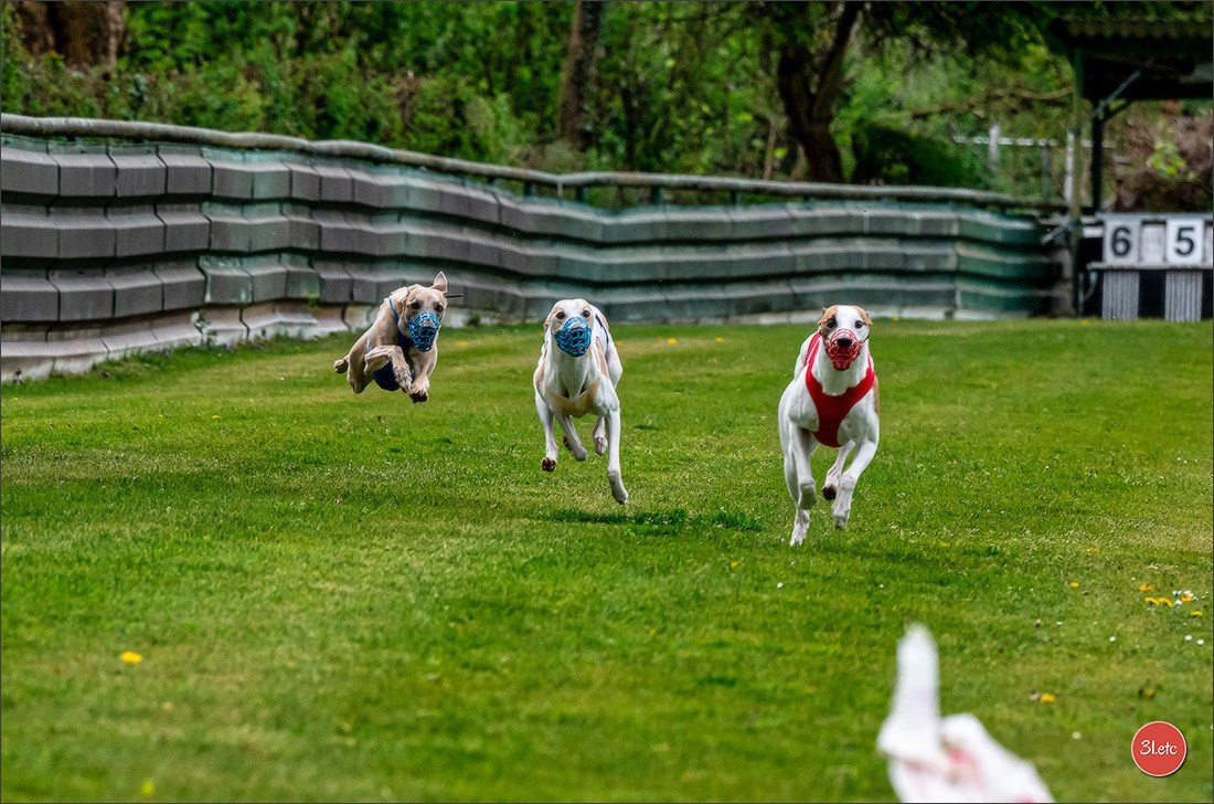 Der Windhund-Rennverein Kurpfalz e.V. (WRV-Kurpfalz) ist ein Windhundverein mit einer wunderschönen Anlage inklusive einer modernen Rasen-Re. Photographe à Strasbourg | Portraits, Studio, Enfants, Événements