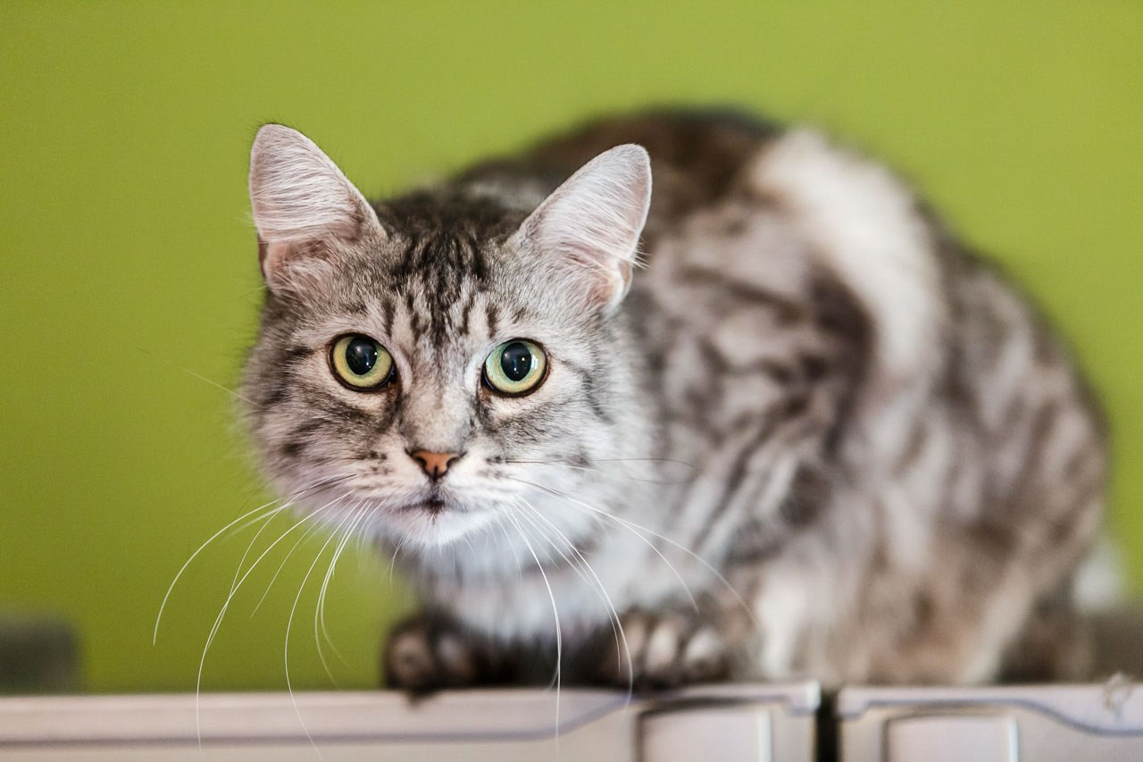 Siva mačka na kuhinjskoj komodi.