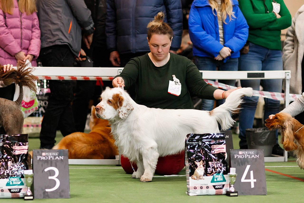 Grodno dog show. Kaja | fotograf we Wrocławiu | ludzie i psy
