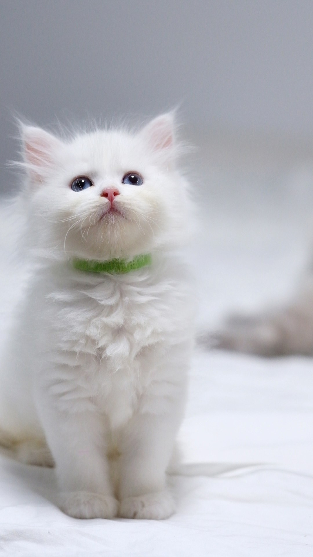 N-Bellatrix. SIBERIALIS: Katzenzucht von Sibirischen und Neva Masquarade Katzen