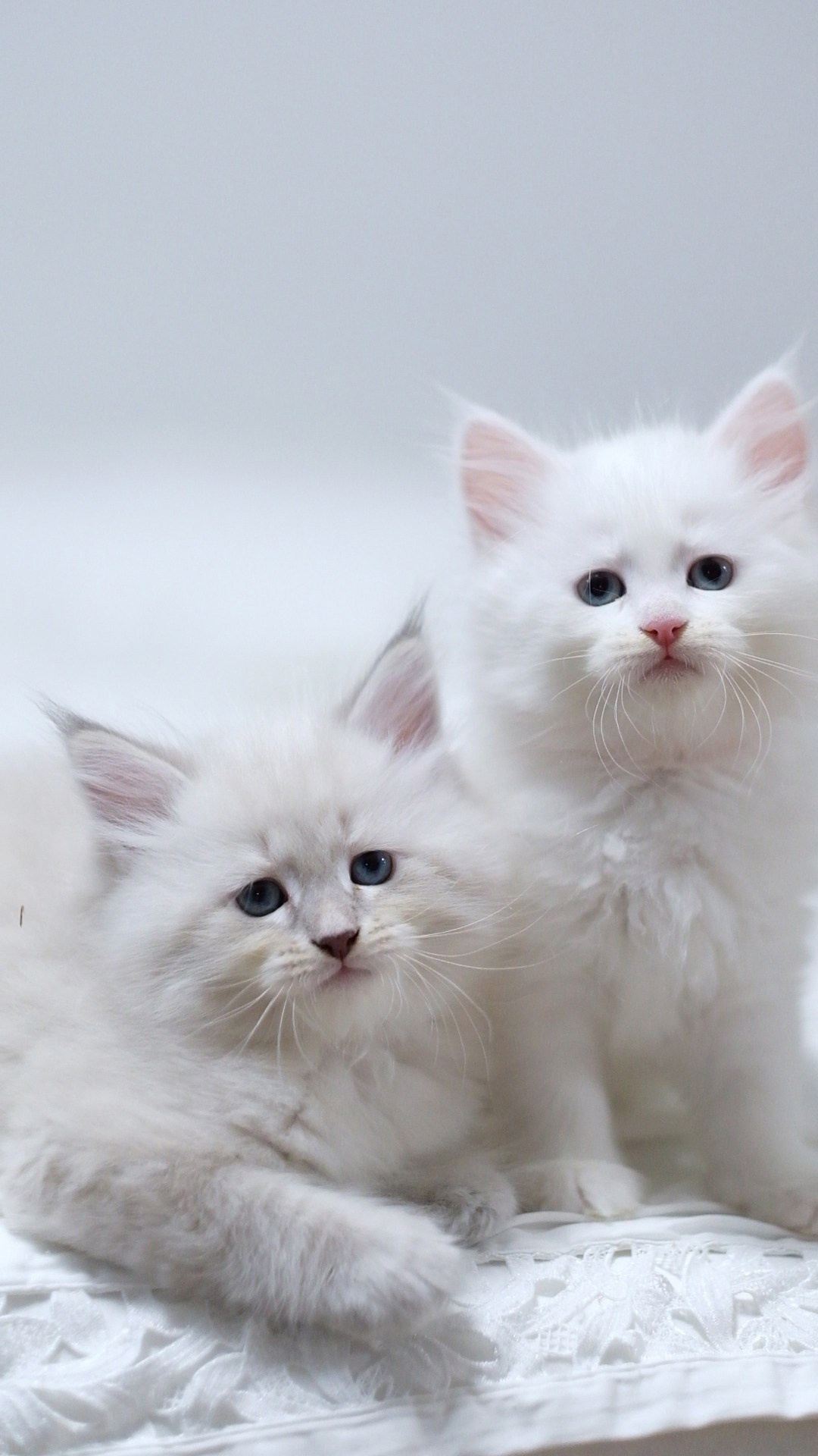 N-Altair. SIBERIALIS: Katzenzucht von Sibirischen und Neva Masquarade Katzen