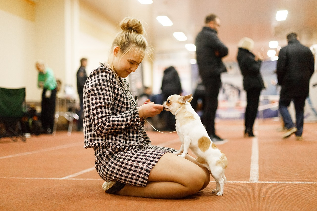 Grodno dog show. Kaja | fotograf we Wrocławiu | ludzie i psy