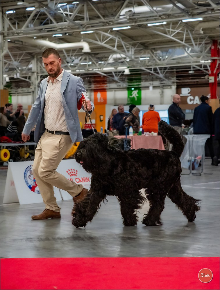 PDS  🇫🇷  Paris Dog Show  🇫🇷  Expo canine  10-11/01/2026. Photographe à Strasbourg | Portraits, Studio, Enfants, Événements