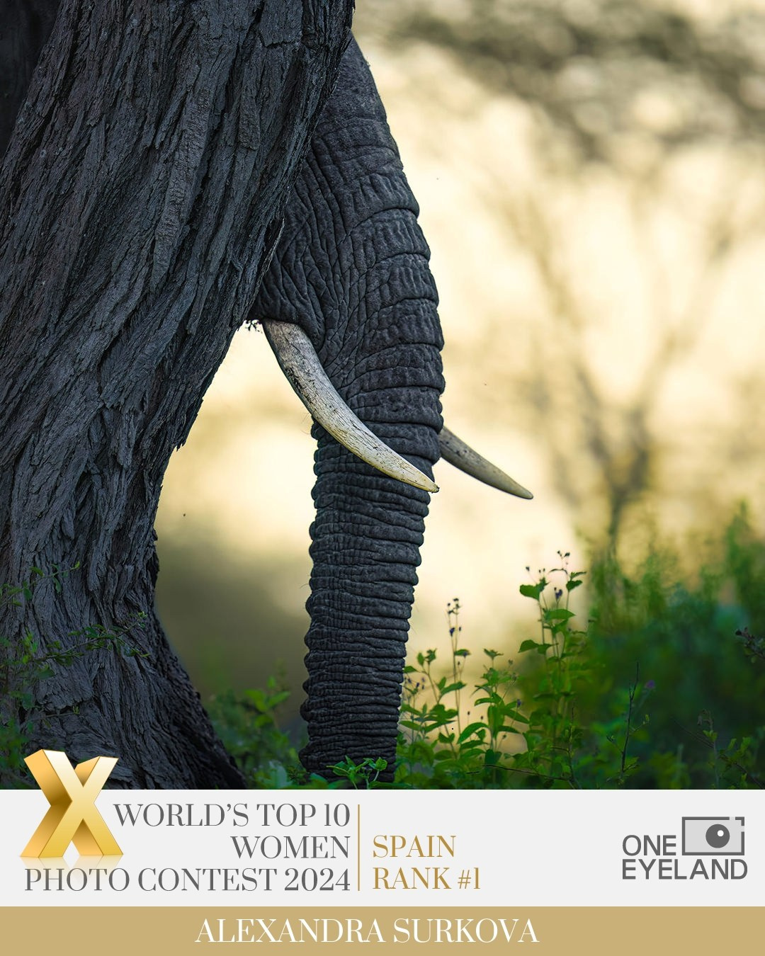 ABOUT. Fine art wildlife photographer Alexandra Surkova