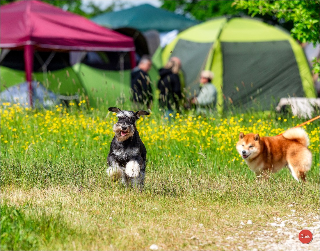 Dog Show Rieden 🇩🇪 16-18/05/2025. Photographe à Strasbourg | Portraits, Studio, Enfants, Événements
