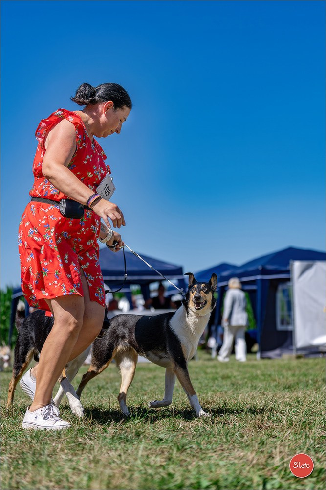 Dog Show - Hallbergmoos 🇩🇪 11-12/07/2026