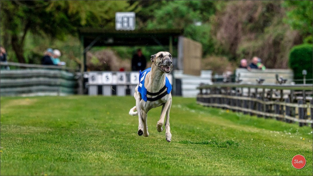 Der Windhund-Rennverein Kurpfalz e.V. (WRV-Kurpfalz) ist ein Windhundverein mit einer wunderschönen Anlage inklusive einer modernen Rasen-Re. Photographe à Strasbourg | Portraits, Studio, Enfants, Événements