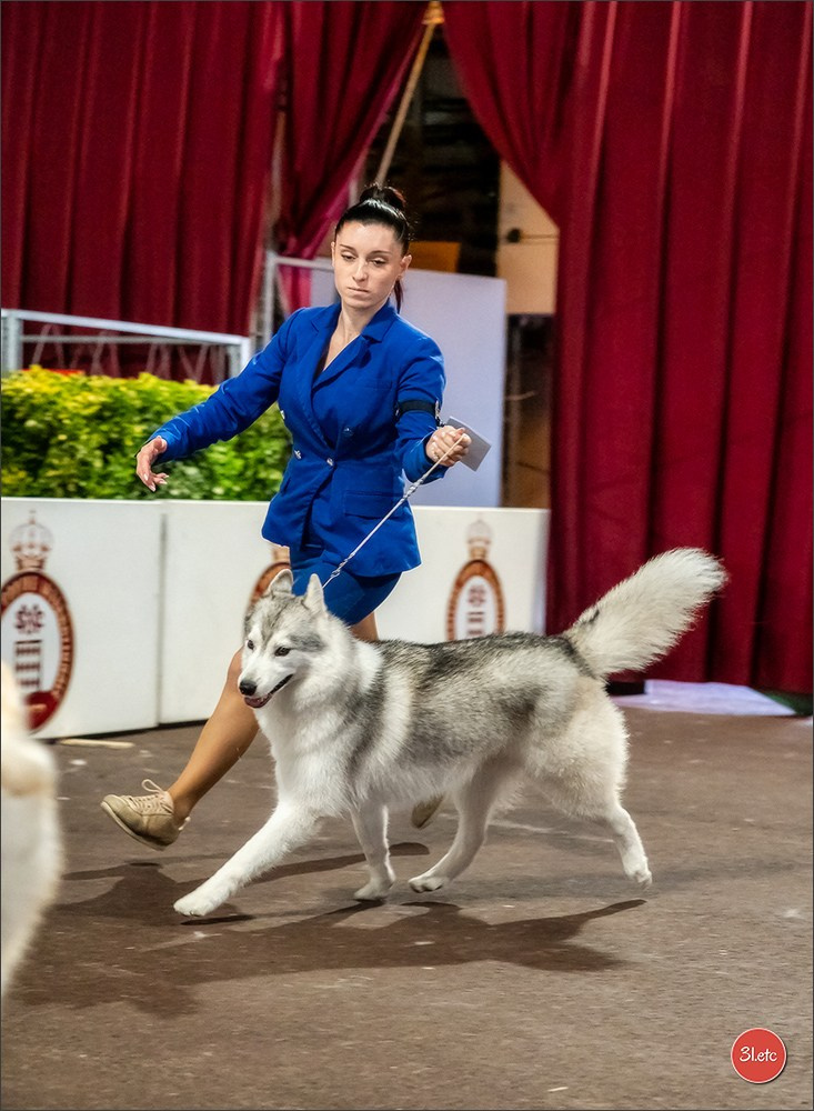 Expo canine 🇲🇨  Monaco 10-11/05/2025. Photographe à Strasbourg | Portraits, Studio, Enfants, Événements