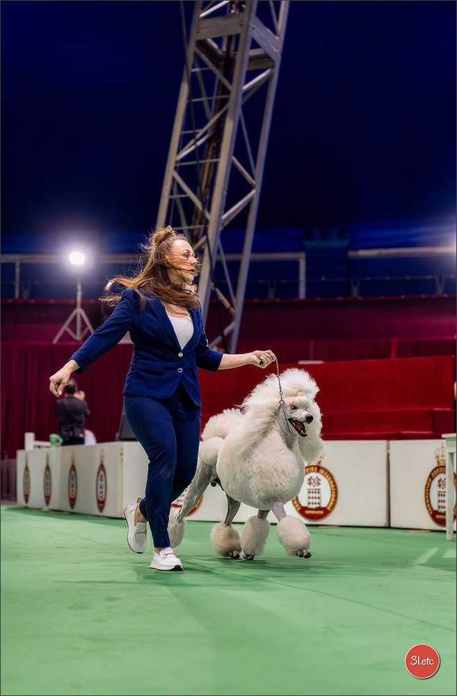 Expo canine 🇲🇨 Monaco 9-10/05/2026. Photographe à Strasbourg | Les animaux, Portraits, Studio, Événements