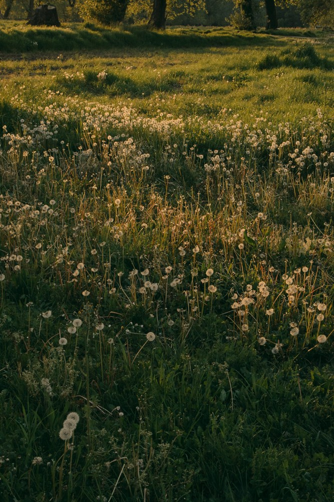 Farm. Anastasiia Buchinskaia Fotografa Milano