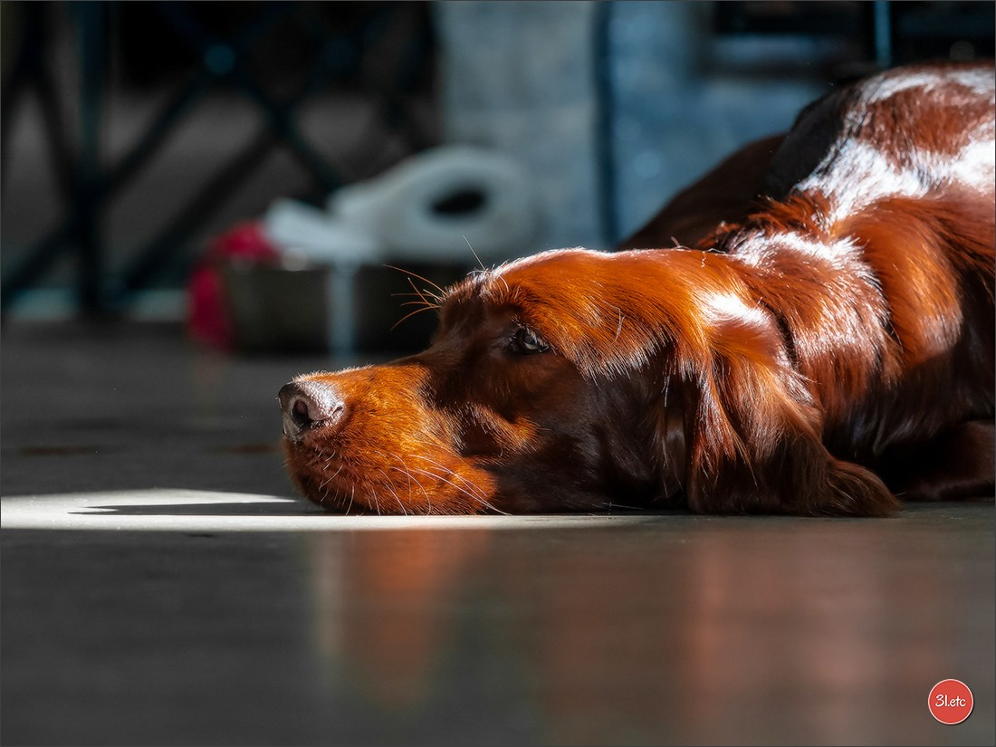 Exposition Canine à Karlsruhe 28-29/09/2024. Photographe à Strasbourg | Portraits, Studio, Enfants, Événements