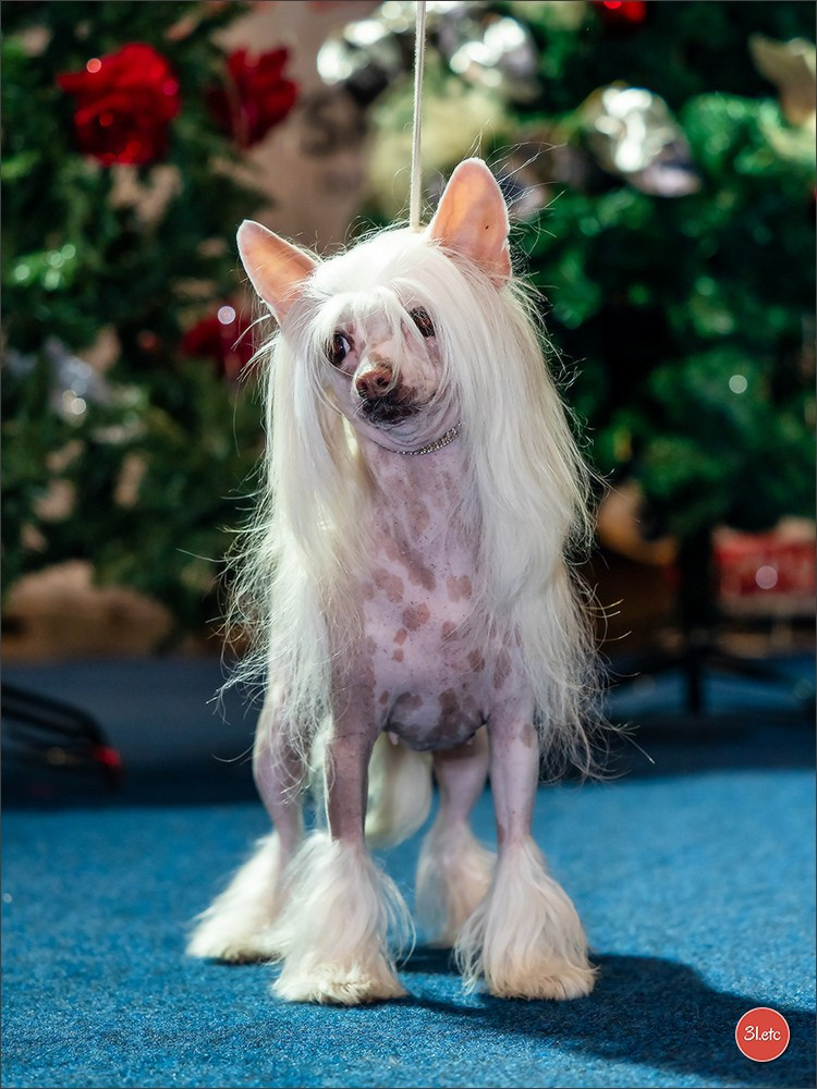 14-15.12.2024 Brussels Dog Show 🇧🇪. Photographe à Strasbourg | Portraits, Studio, Enfants, Événements