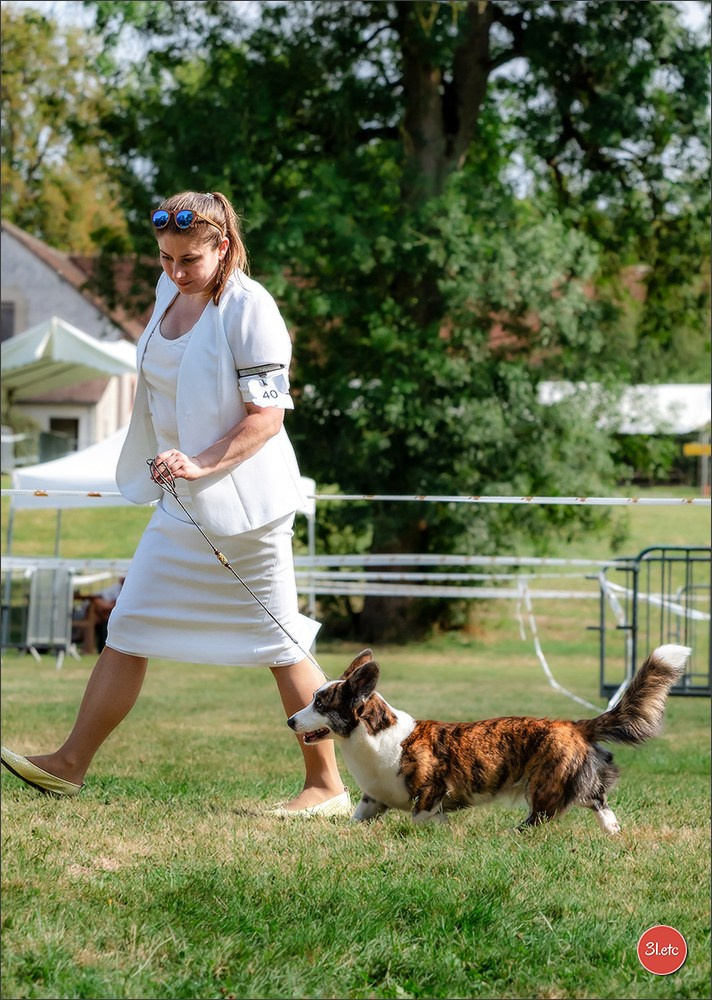🇫🇷 Romorantin - Exposition Canine Nationale. Photographe à Strasbourg | Portraits, Studio, Enfants, Événements