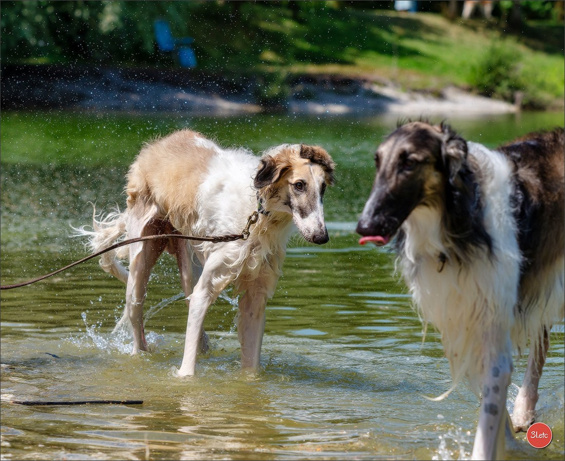Dog Show Hallbergmoos  🇩🇪  11-13/07/2025. Photographe à Strasbourg | Portraits, Studio, Enfants, Événements
