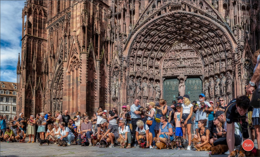 Teckels Parade Strasbourgeoise  Vous pouvez voir le galerie de photos. Photographe à Strasbourg | Portraits, Studio, Enfants, Événements
