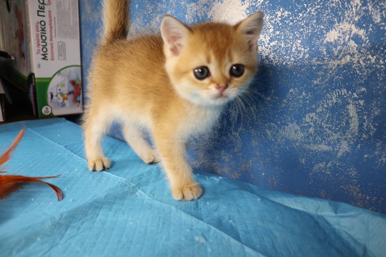 Scottish Straight kitten from DreamCatFold cattery in Greece