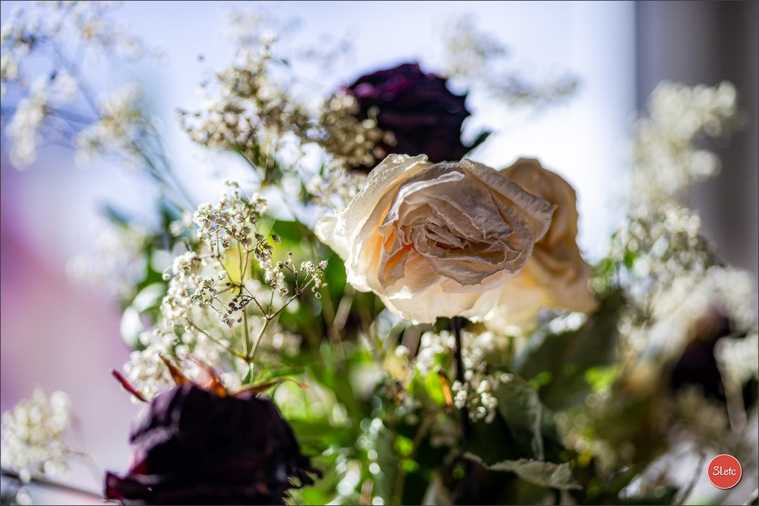 Les fleurs fanées. Photographe à Strasbourg | Portraits, Studio, Enfants, Événements