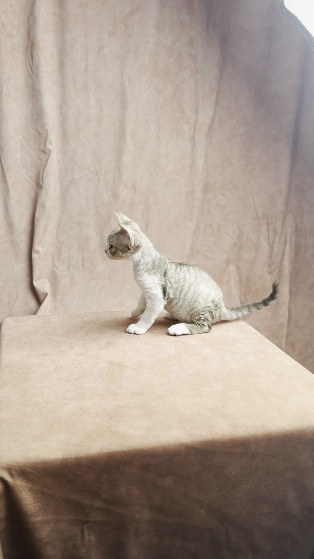 Sebastian, boy, born 05.15.26. Devon Rex Pixie Cattery