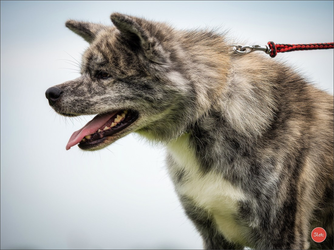 Photographie animalière. Photographe à Strasbourg | Portraits, Studio, Enfants, Événements