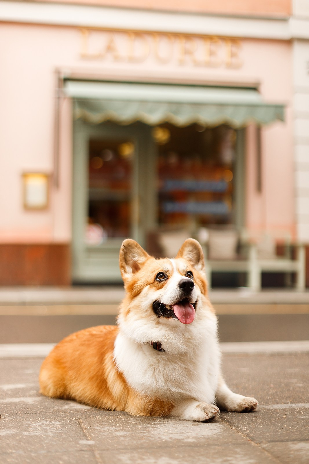 Corgis in studio, Moscow. Kaja | fotograf psów we Wrocławiu